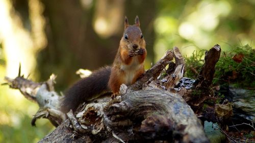 Close-up of squirrel on tree