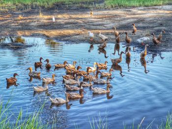 Ducks swimming in lake