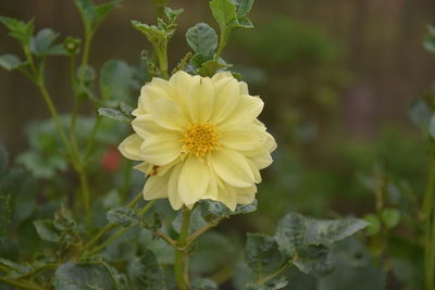 Close-up of yellow flowering plant