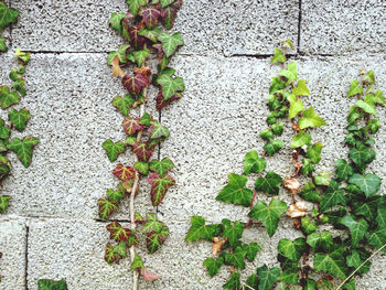 Close-up of ivy growing on wall