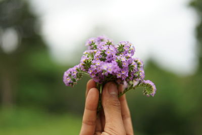 Close-up of hand holding purple flower