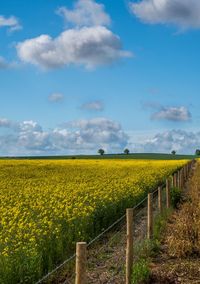 Scenic view of oilseed rape field against sky