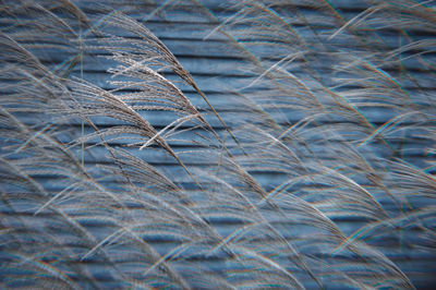 Full frame shot of feather