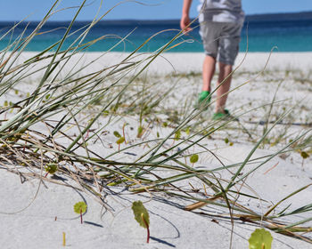 Low section of man standing on beach