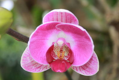 Close-up of pink flower