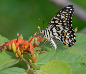 Close-up of butterfly pollinating flower