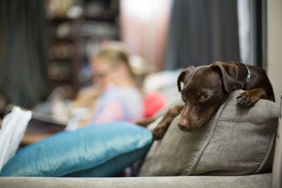 Close-up of dog sitting at home