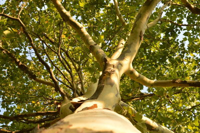 Low angle view of hand touching tree