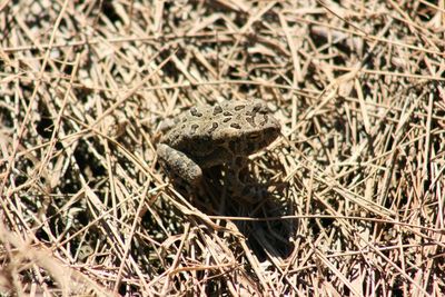 Close-up of lizard on grass