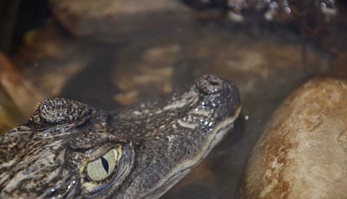 Close-up of crocodile in water