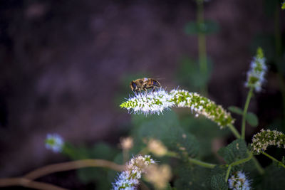 Close-up of insect on flower