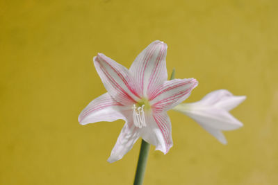 Close-up of white flower