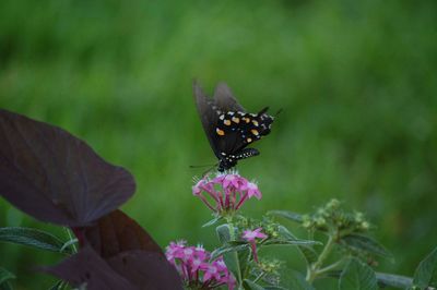Close-up of butterfly on flower