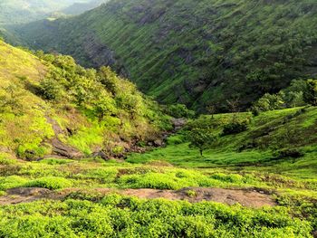 Scenic view of green landscape