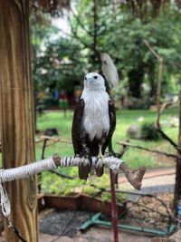 Close-up of bird perching on tree