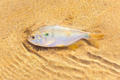 High angle view of fish in sea