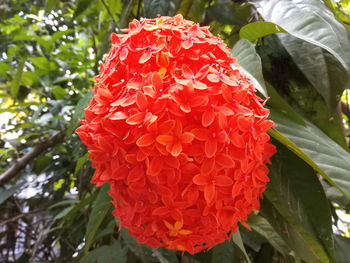 Close-up of red rose flower