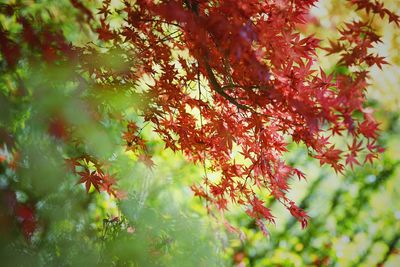 Close-up of tree during autumn