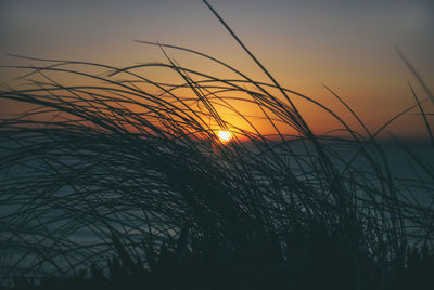 Silhouette of plants at sunset