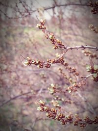 Close-up of flower on tree