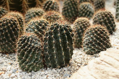 Close-up of cactus growing on field