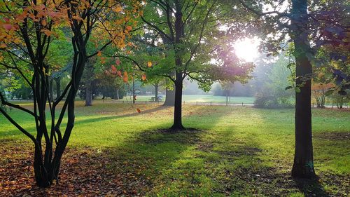 Trees on field during autumn