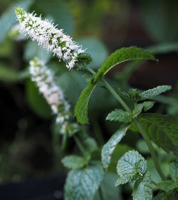 Close-up of flowering plant during winter