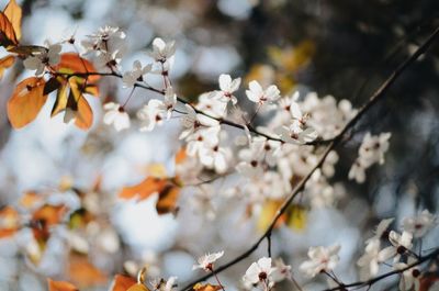 Close-up of flower tree