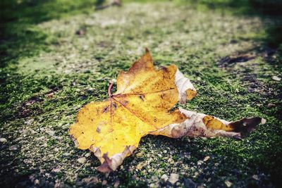 Close-up of dry leaves on field