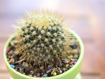 Close-up of cactus plant in pot