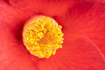 Full frame shot of red rose flower