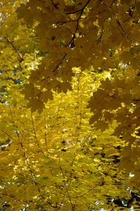 Full frame shot of yellow leaves