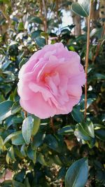 Close-up of pink rose blooming outdoors