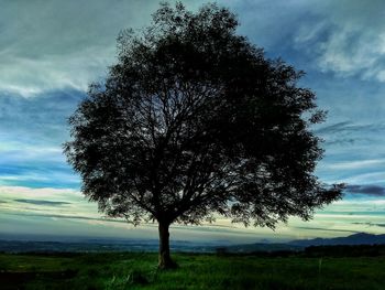 Tree on field against sky