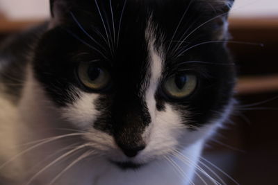 Close-up portrait of cat