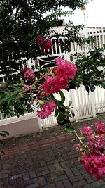 Pink flowers on tree