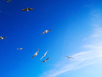 Low angle view of seagulls flying