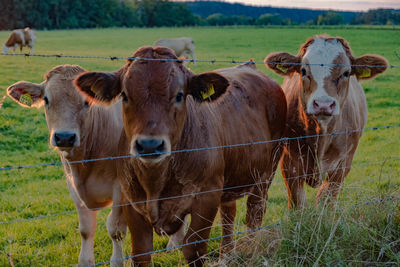 Cows standing in a field