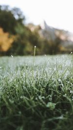 Close-up of grass on field