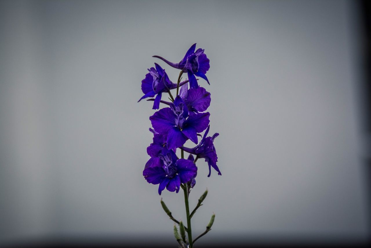 flower, freshness, fragility, purple, growth, petal, beauty in nature, plant, nature, close-up, stem, flower head, copy space, blooming, focus on foreground, in bloom, blue, clear sky, blossom, selective focus