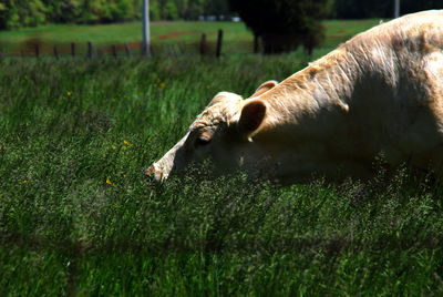 Close-up of cow grazing in field