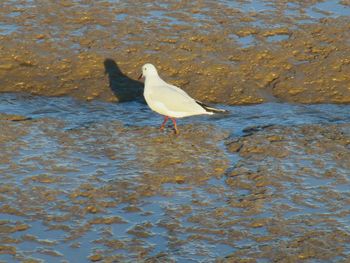 Side view of seagull in water