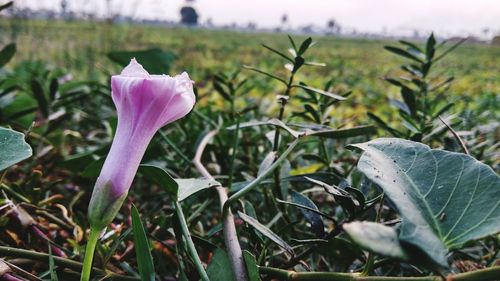 Close-up of purple crocus