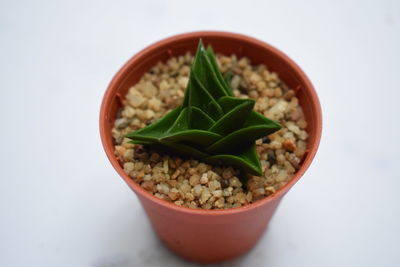 Close-up of salad in bowl