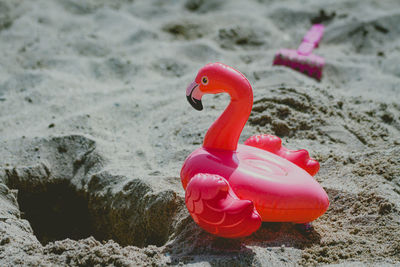 Close-up of a bird on the beach