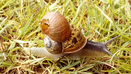 High angle view of snail on grass