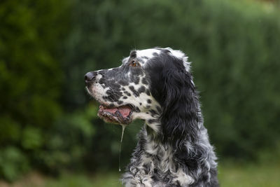 Dog english setter