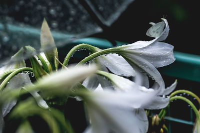 Close-up of wet flower