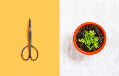 Directly above shot of potted plant on table