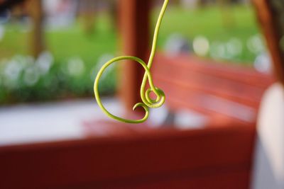 Close-up of tendril against bench